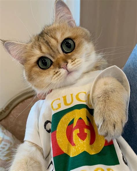 cat wearing Gucci